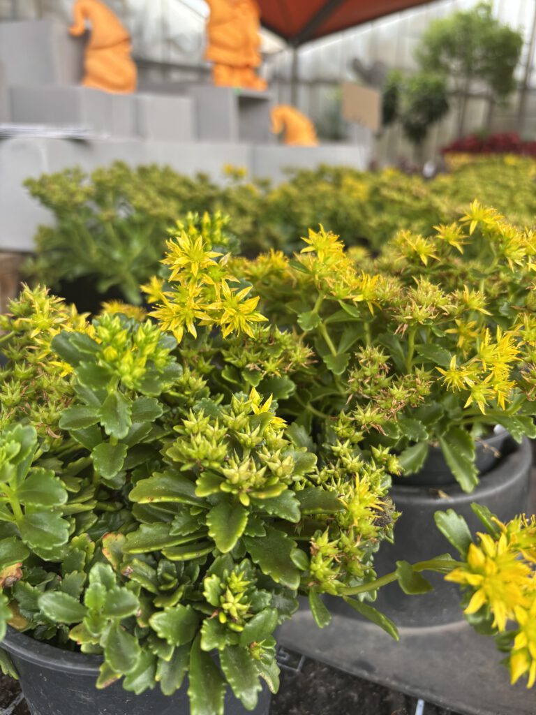 Phedimus kamtschaticus – Kamtschatka-Fetthenne mit sukkulenten grünen Blättern und leuchtend gelben Blüten