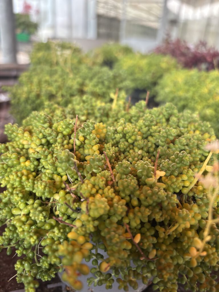 Sedum album – Weißer Mauerpfeffer mit kleinen sukkulenten Blättern und weißen sternförmigen Blüten