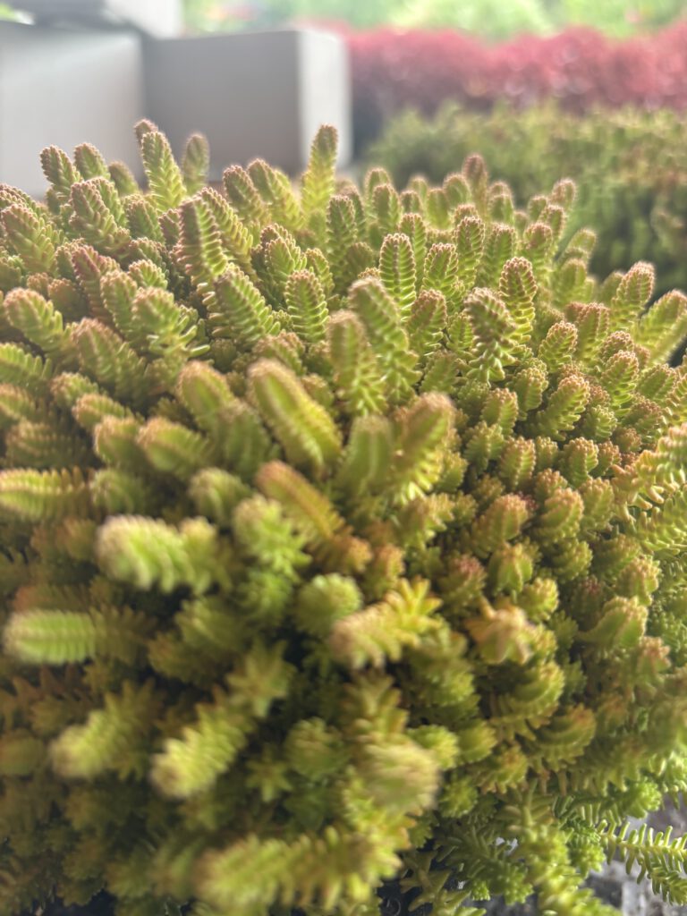 Sedum sexangulare – Milder Mauerpfeffer mit kleinen grünen sukkulenten Blättern und gelben Blüten