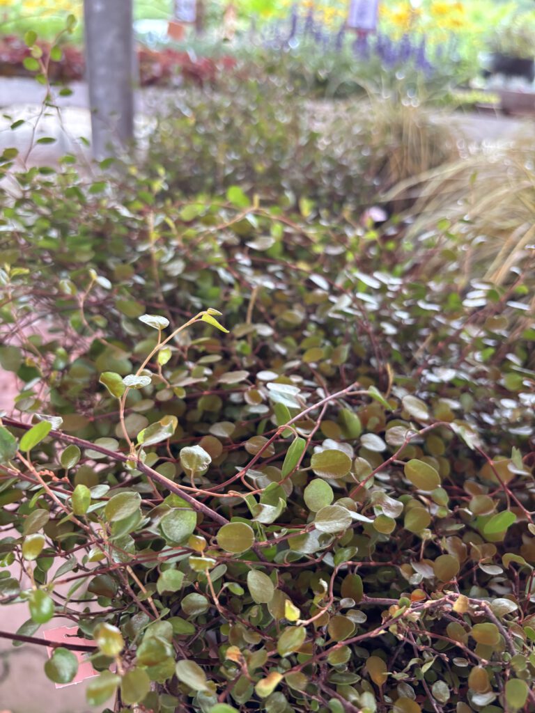 Muehlenbeckia complexa – Drahtwein mit feinen Trieben und kleinen runden grünen Blättern