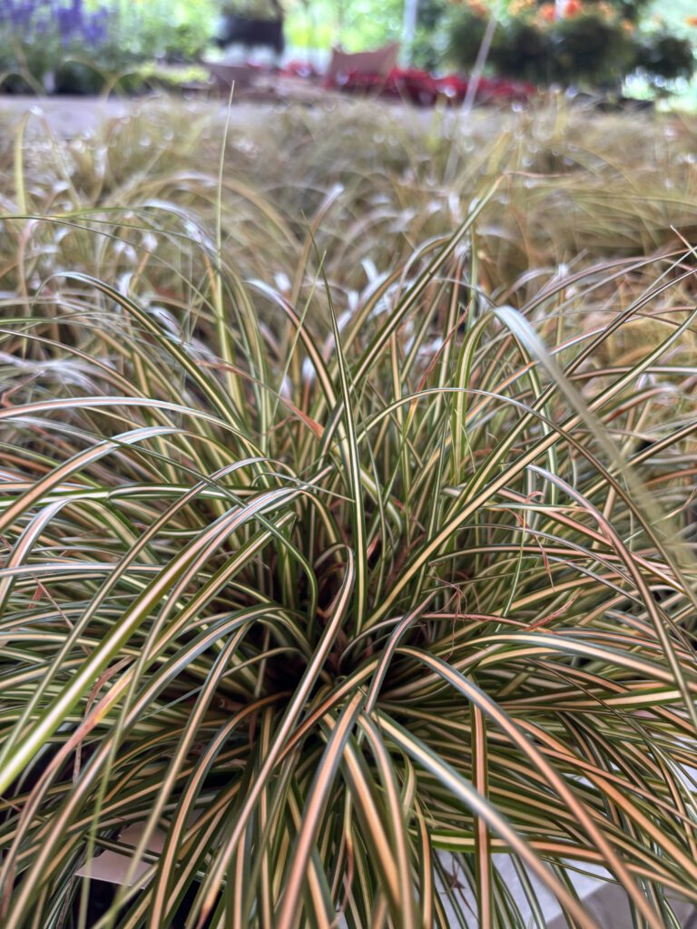 Carex oshimensis – immergrüne Japan-Segge mit bogig überhängenden schmalen Blättern