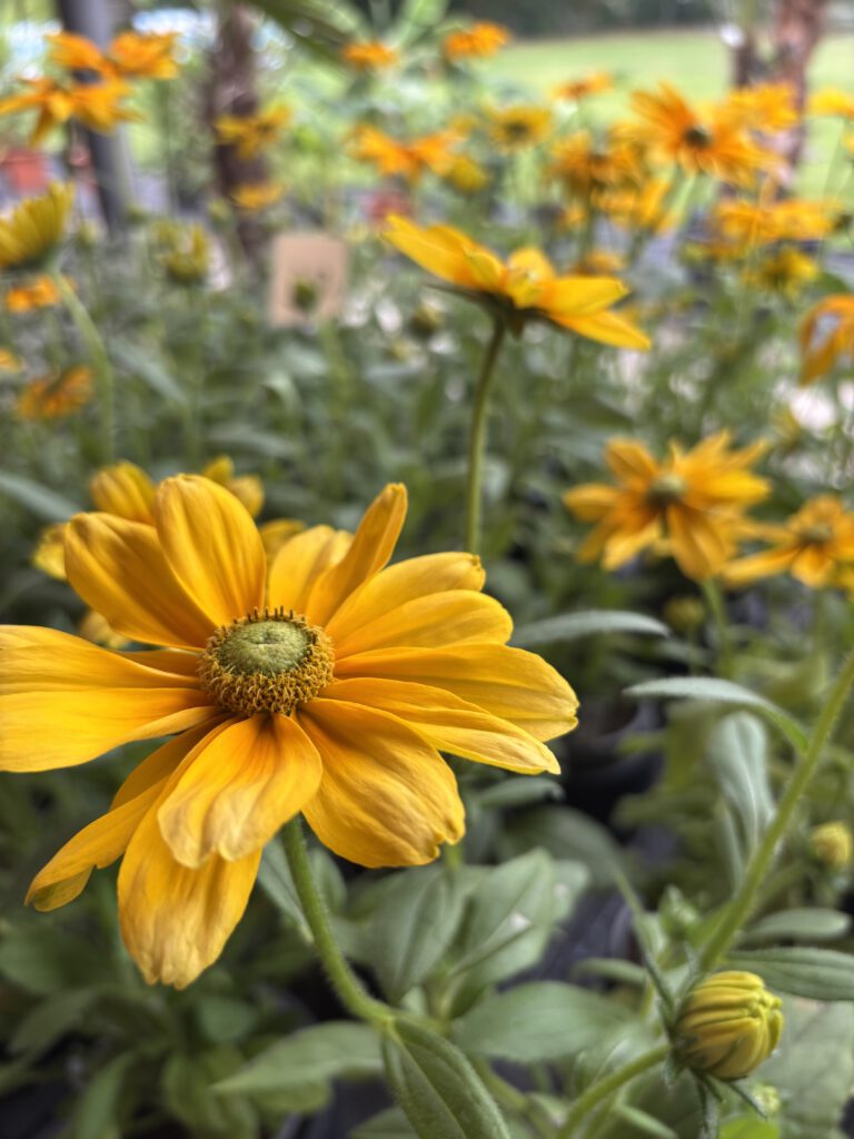 Rudbeckia hirta – Rauer Sonnenhut mit goldgelben Blüten und dunkler Blütenmitte