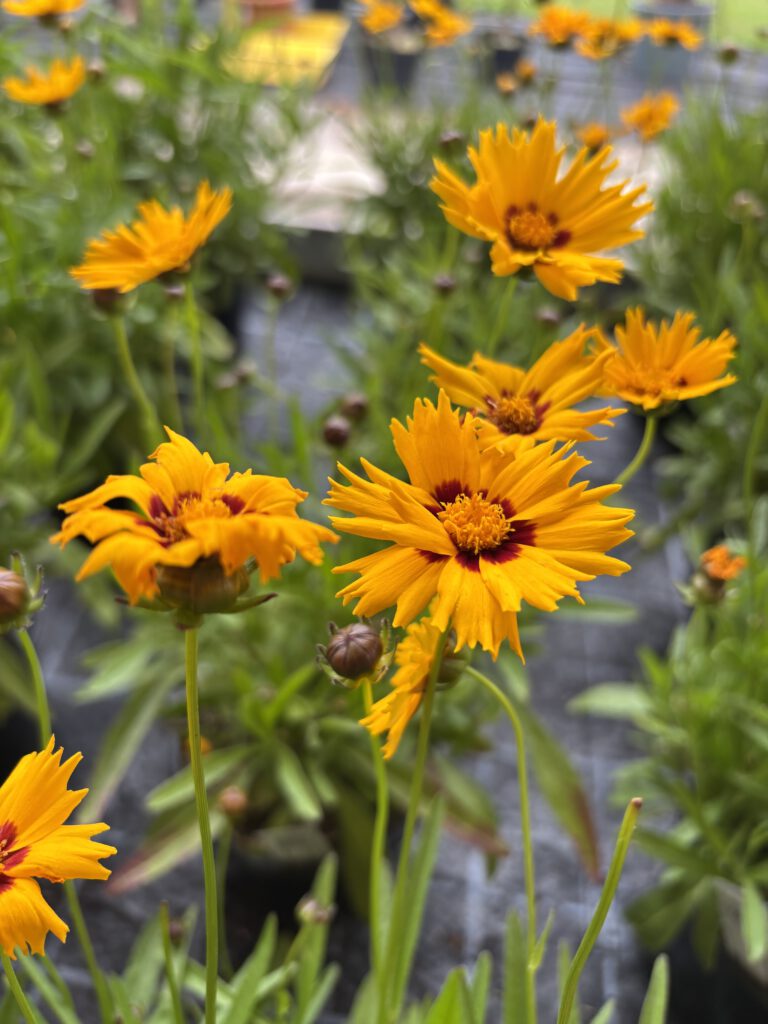 Coreopsis grandiflora – Großblütiges Mädchenauge mit leuchtend goldgelben Blüten