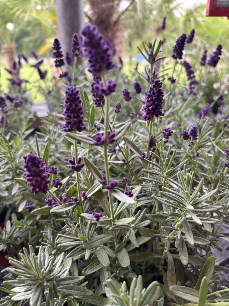 Lavandula angustifolia – Echter Lavendel mit violettblauen Blüten und silbrig-grünem Laub