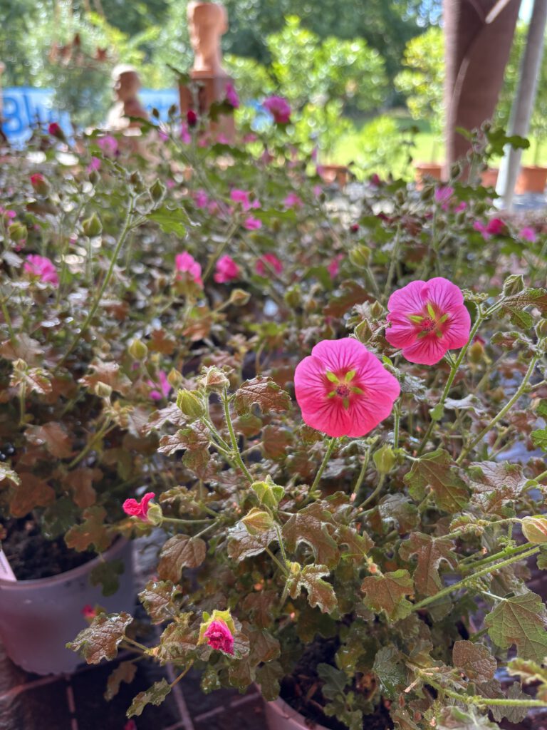Anisodontea – Kapmalve mit zahlreichen rosafarbenen malvenähnlichen Blüten