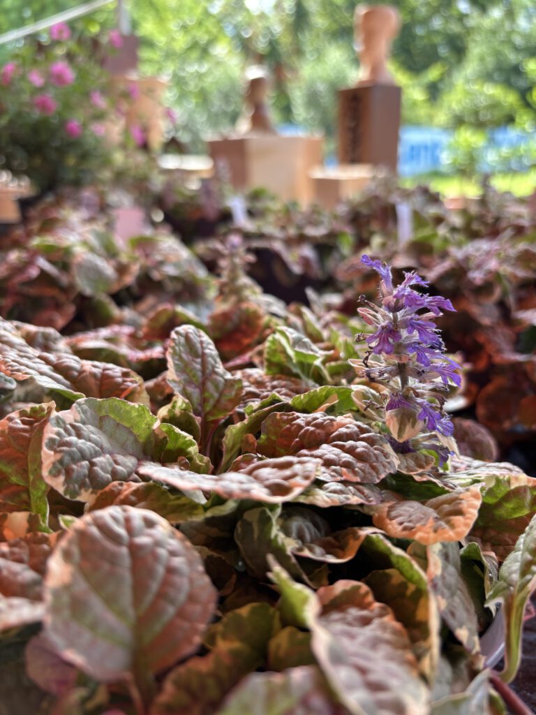 Ajuga reptans – Kriechender Günsel mit blauvioletten Blüten und dichtem Blätterteppich