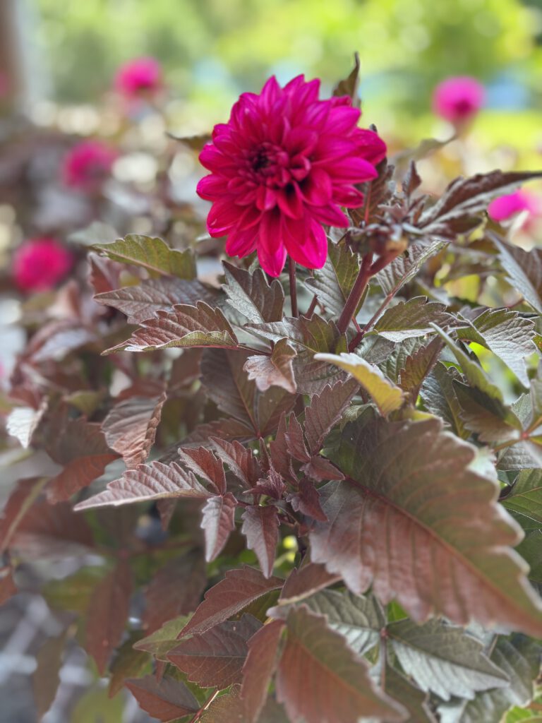 Dahlia pinnata – farbenprächtige Garten-Dahlie mit großen Blüten im Sommerbeet