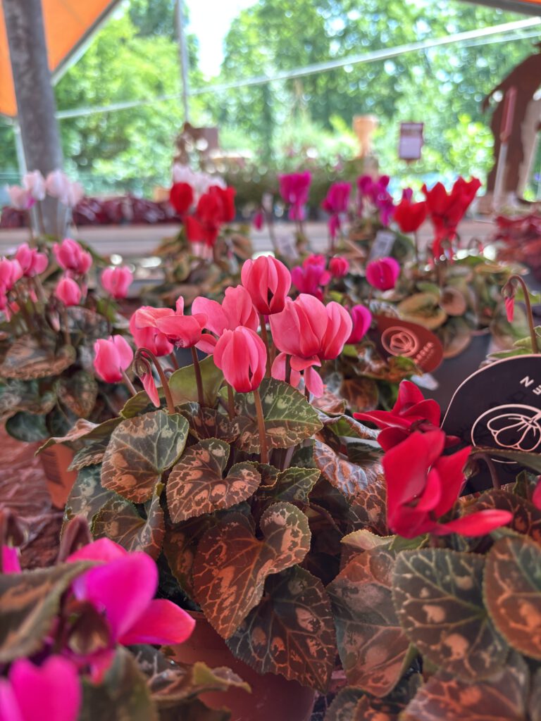 Cyclamen persicum – Zimmer-Alpenveilchen mit farbenfrohen Blüten und dekorativ gemusterten Blättern