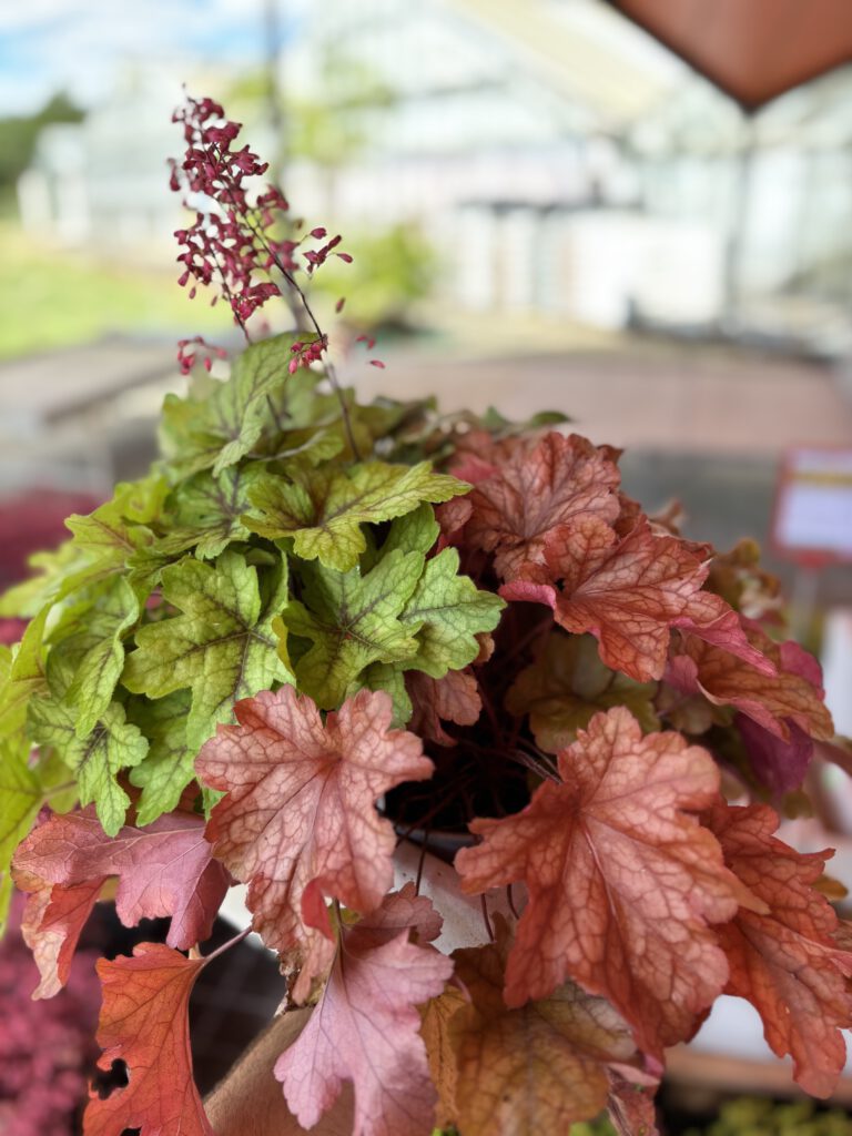Heuchera sanguinea – Purpurglöckchen mit dekorativem Laub und roten Blütenständen
