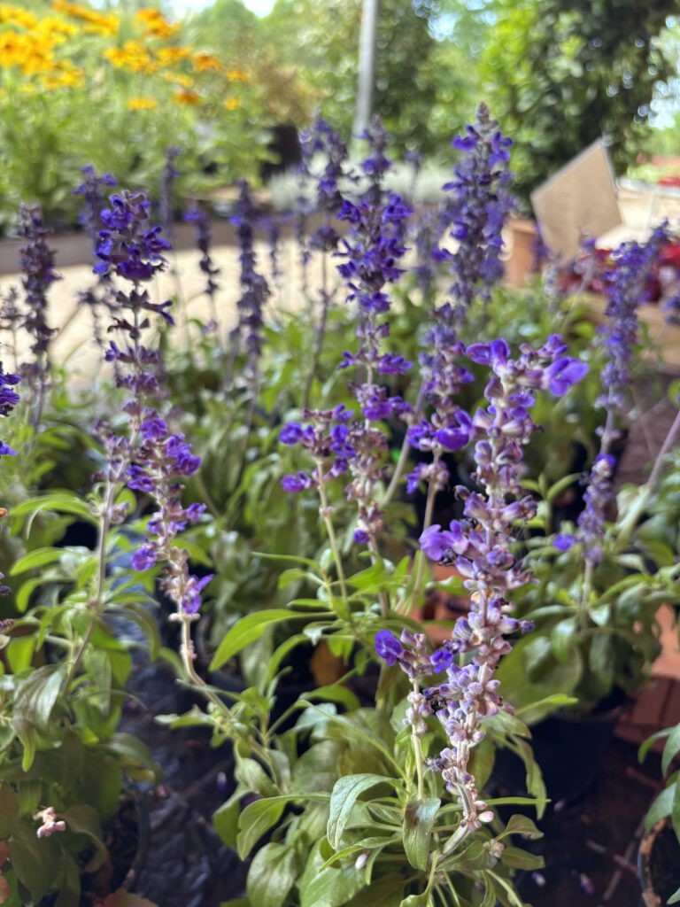 Salvia farinacea – Mehl-Salbei mit langen blauvioletten Blütenkerzen