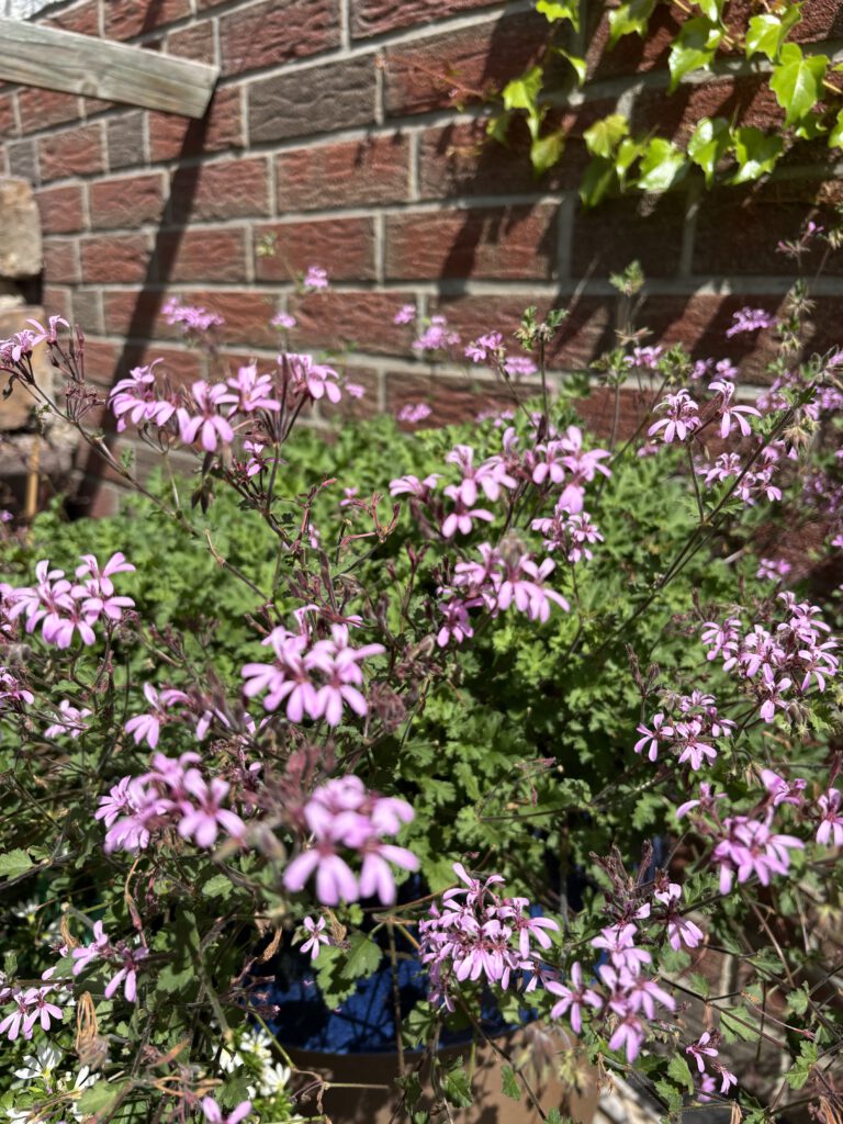 Pelargonium ionidiflorum – veilchenblütige Geranie mit zarten violetten Blüten und locker überhängendem Wuchs
