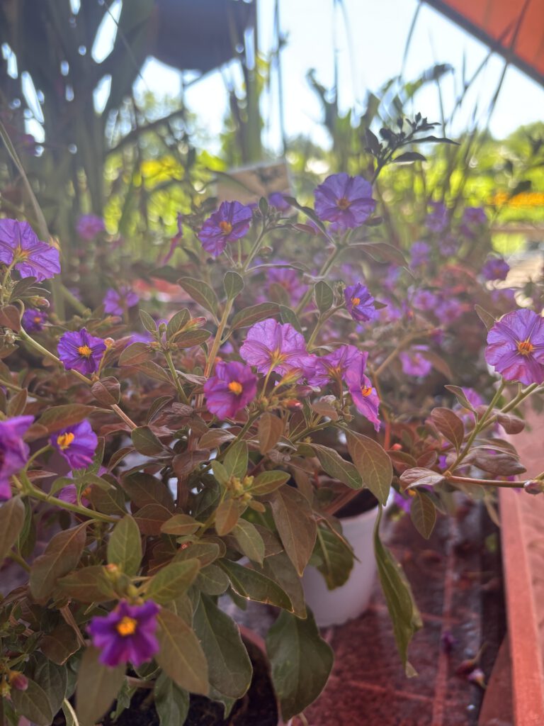 Solanum rantonnetii – Enzianstrauch mit zahlreichen blauvioletten Blüten und gelber Blütenmitte