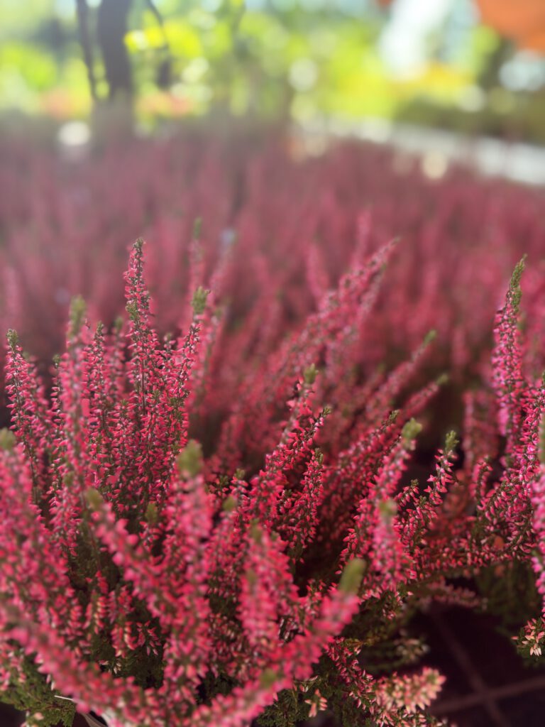 Calluna vulgaris – Besenheide mit zahlreichen kleinen rosafarbenen Blüten